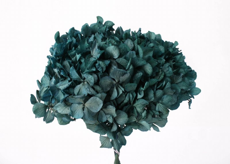 Picture of Preserved Hydrangea Blue 15cm